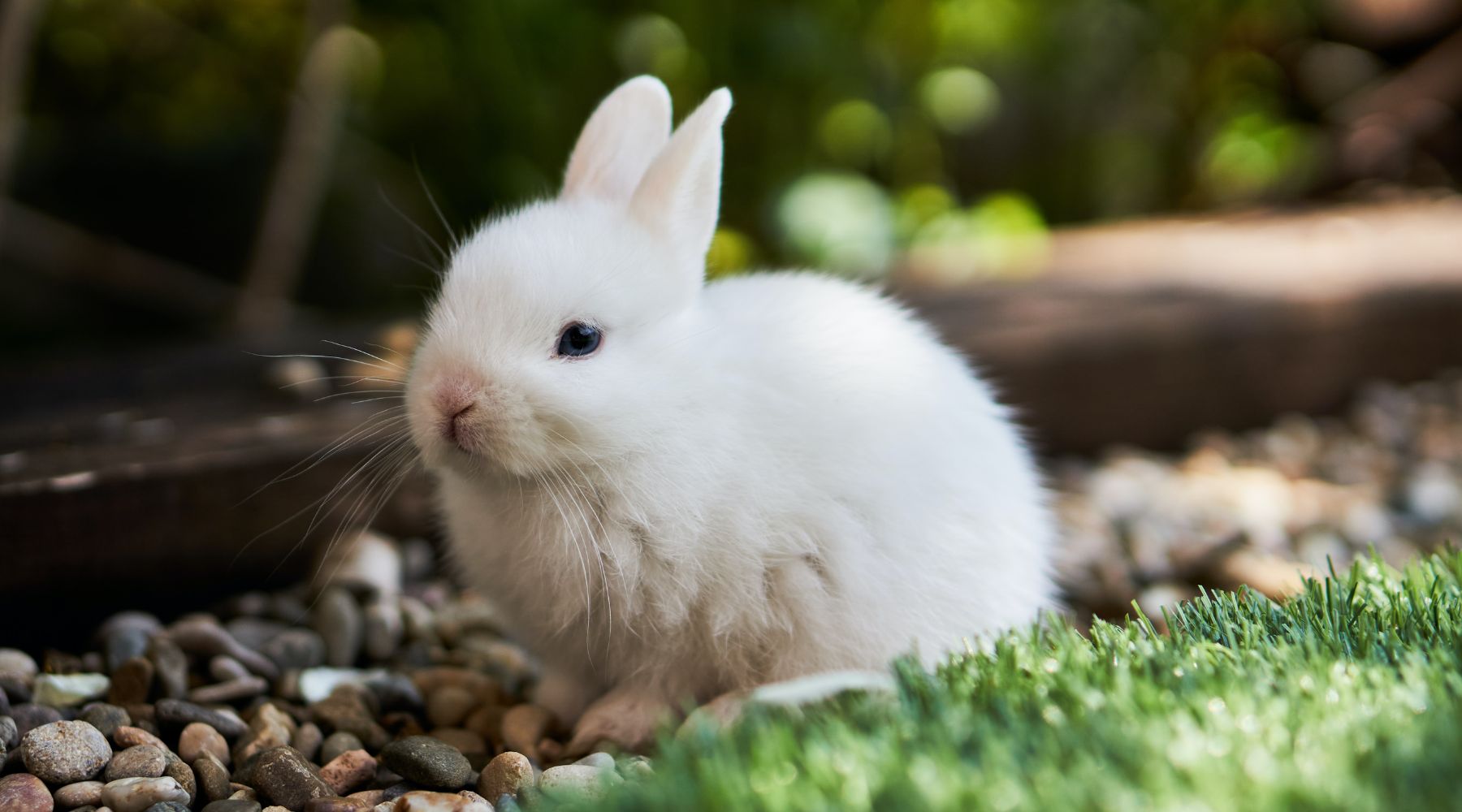 Bunny outside