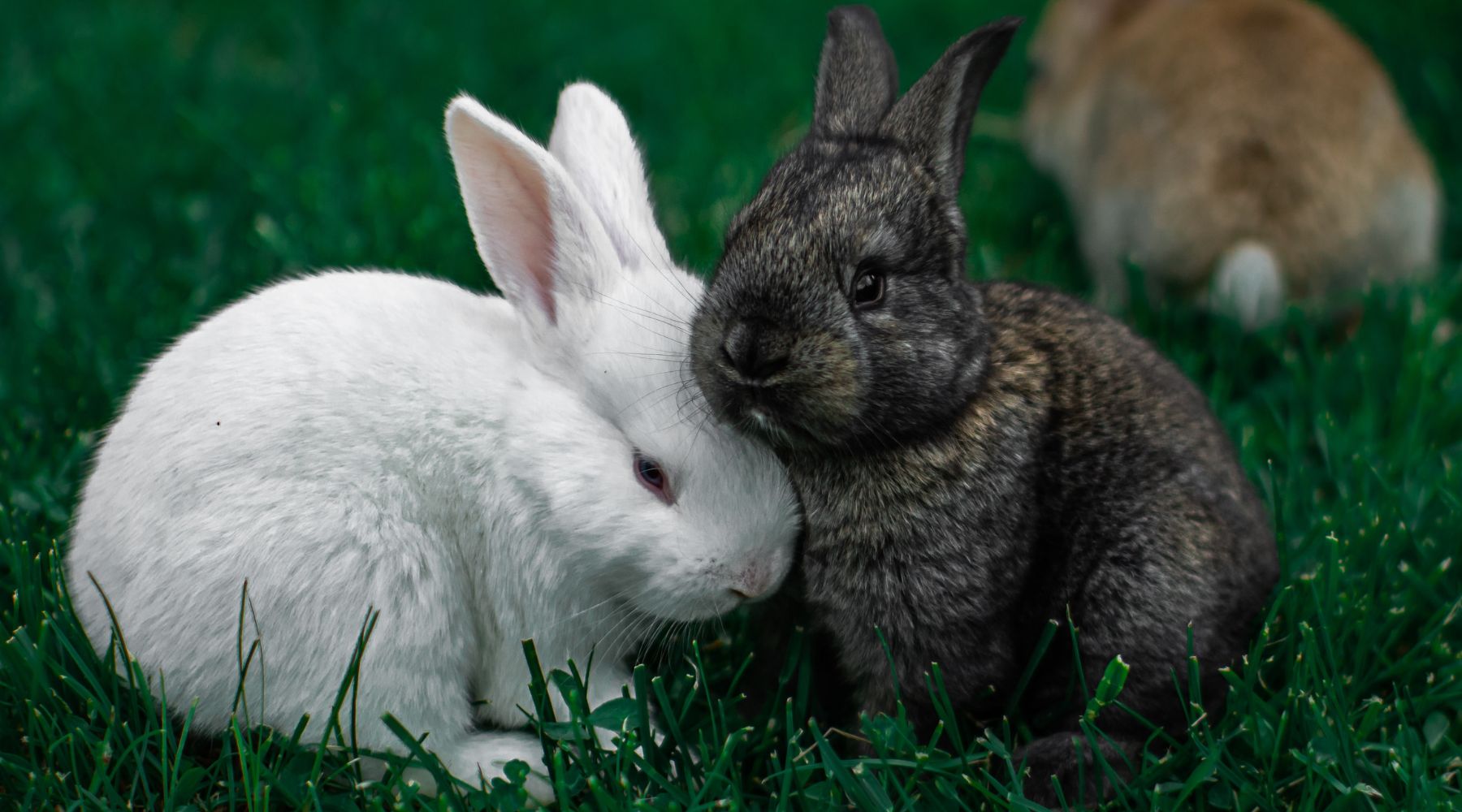 Two rabbits next to each other