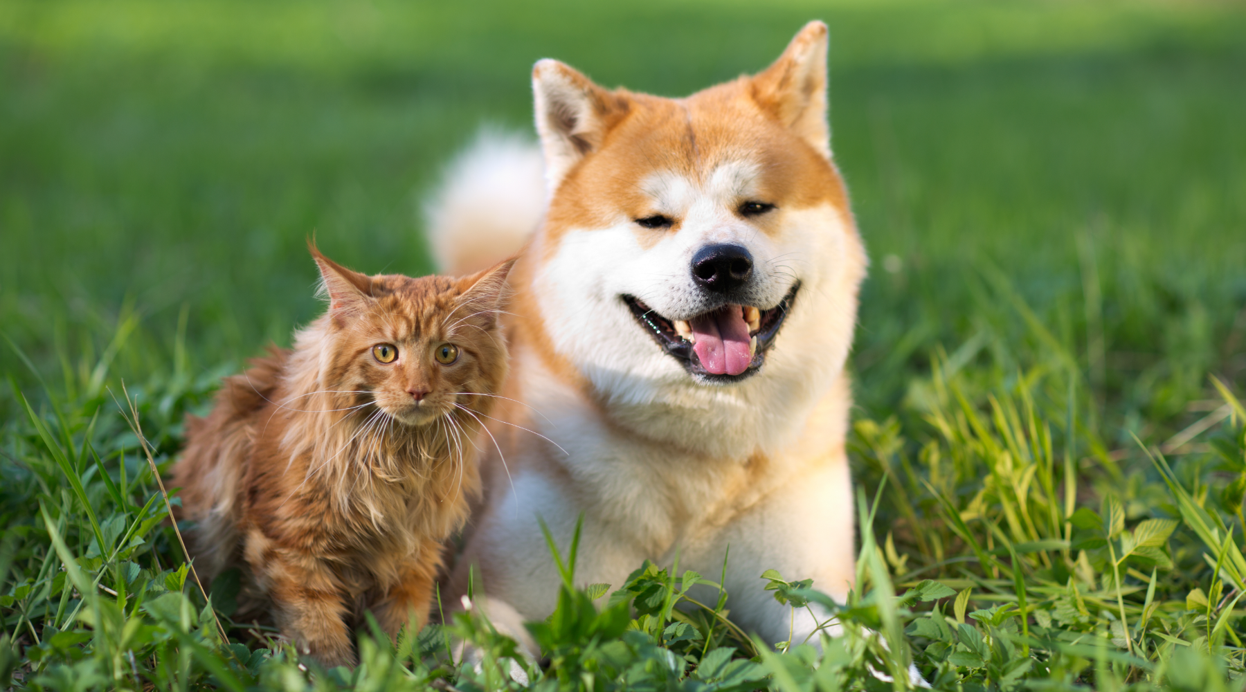 Cat and dog on grass
