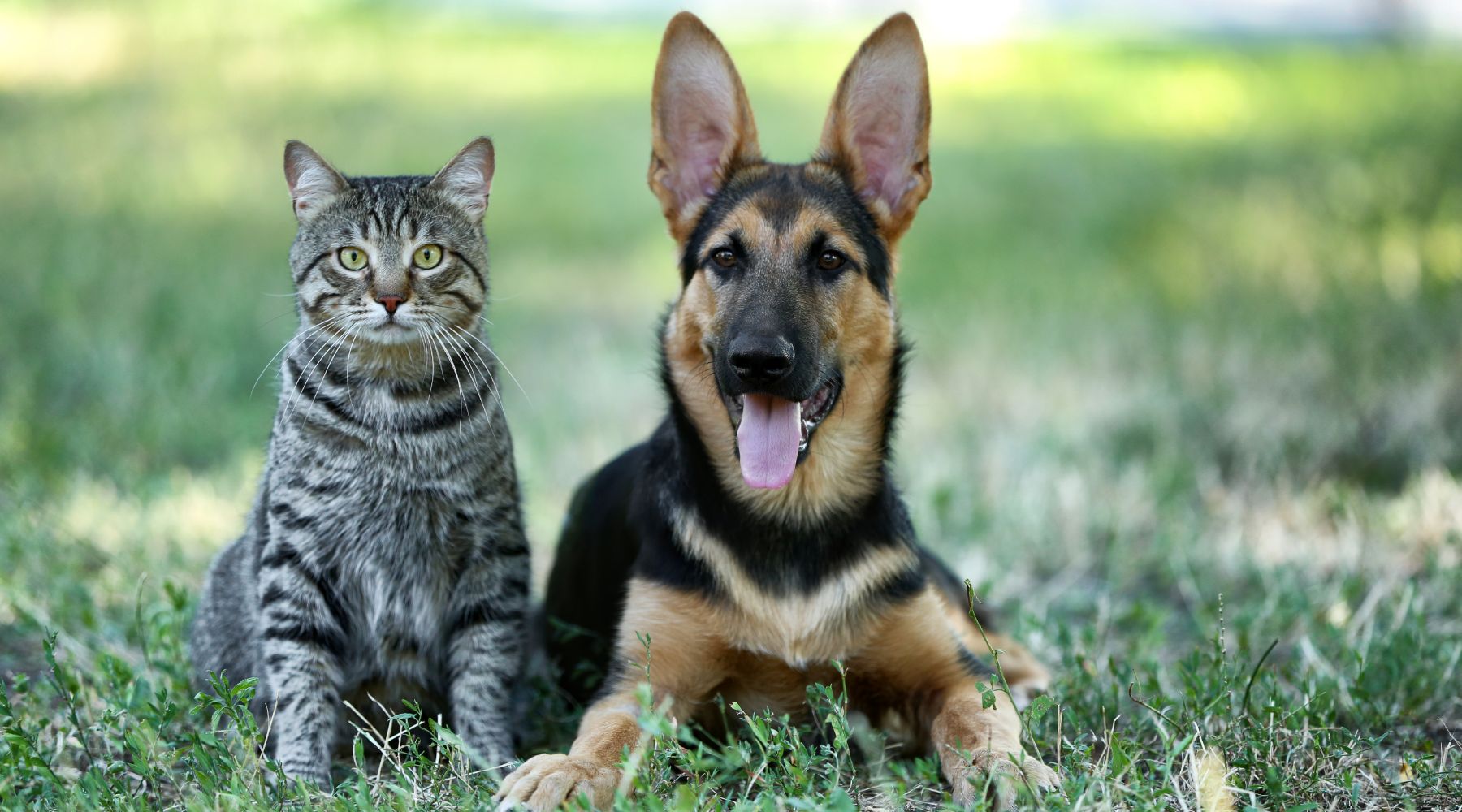 Dog and cat outside on grass