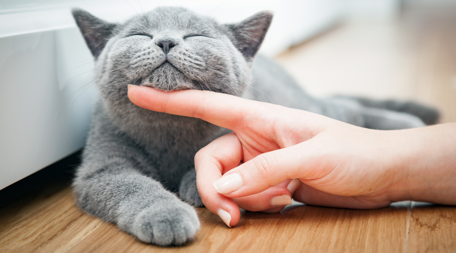 Cat being petted