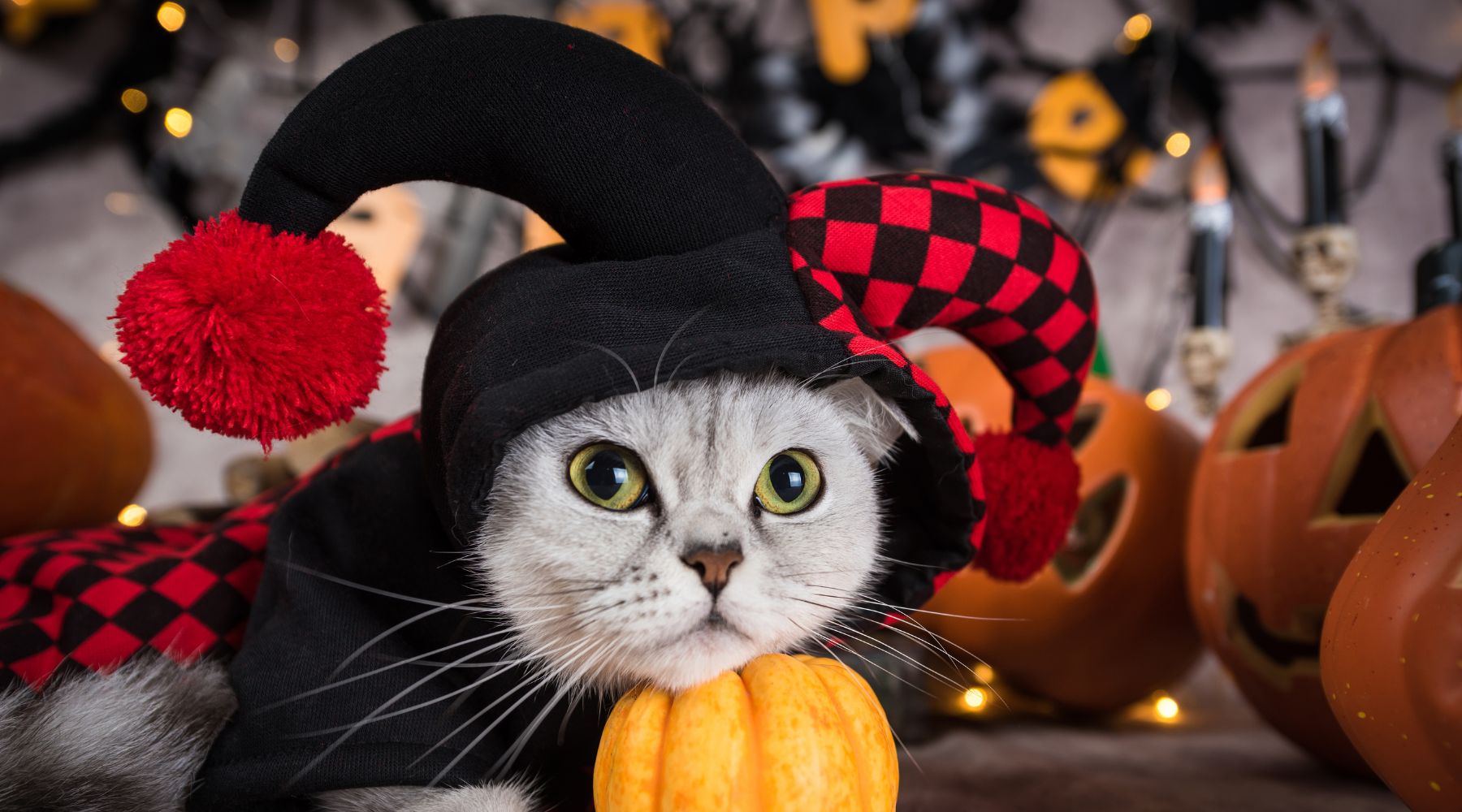 Funny cat dressed up for Halloween