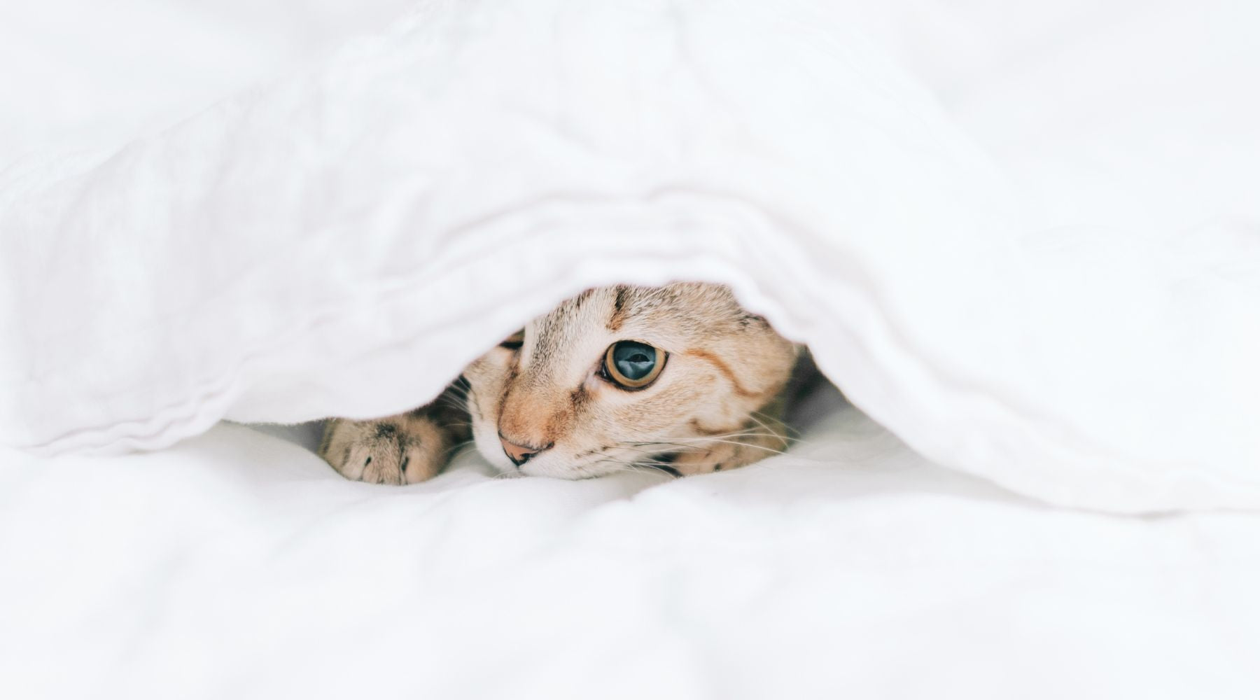 Cat hiding under blanket