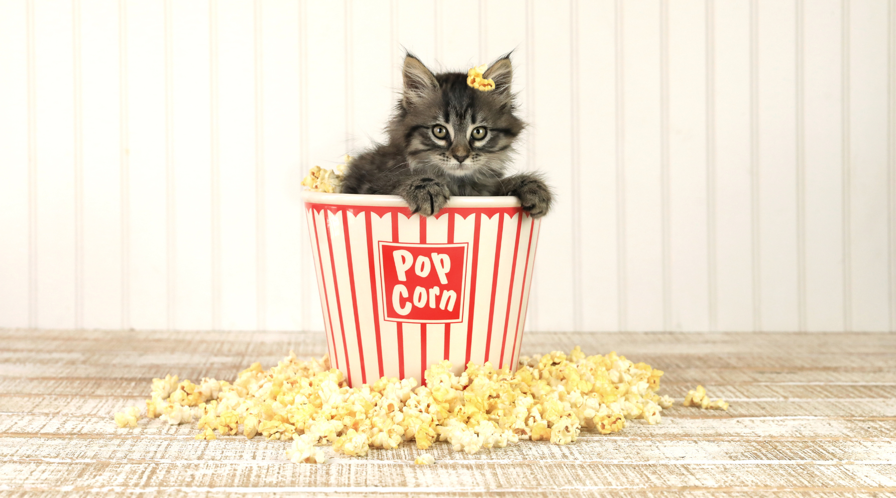 Cat in a popcorn bucket