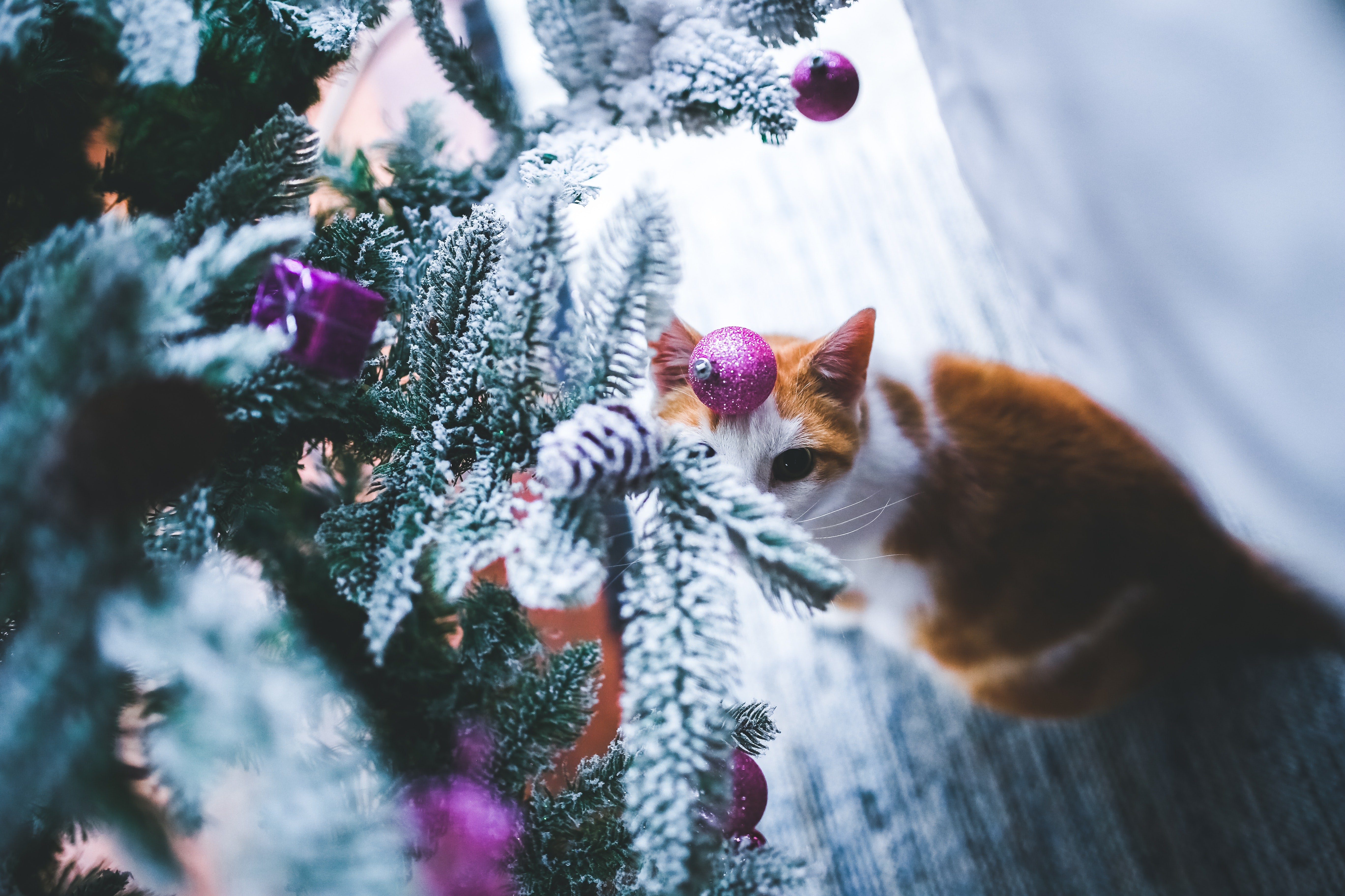 How to cat proof your Christmas tree