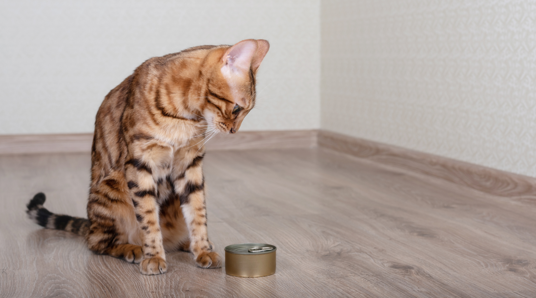 Cat looking at a tin of tuna