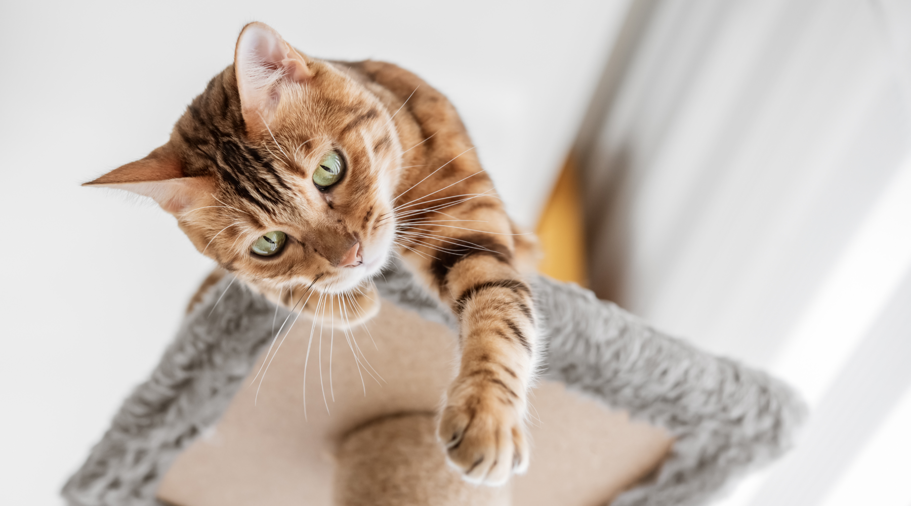 Cat on top of cat tree