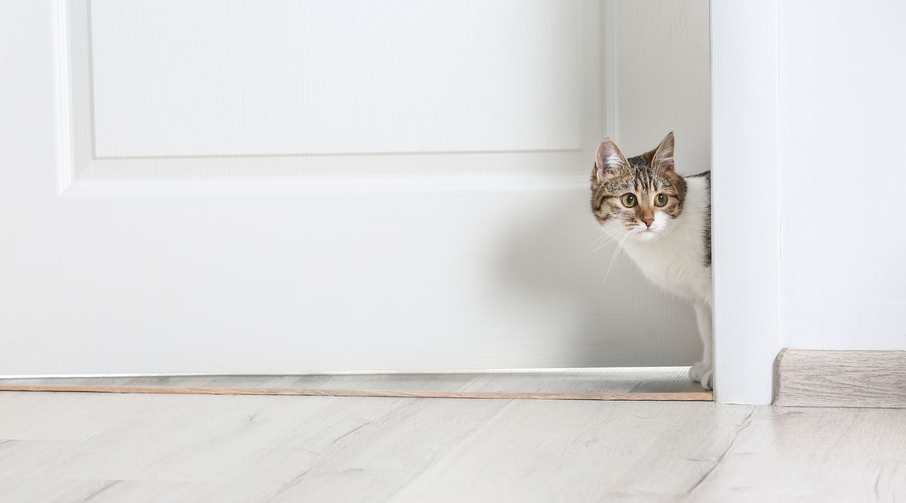 Cat looking through doorway