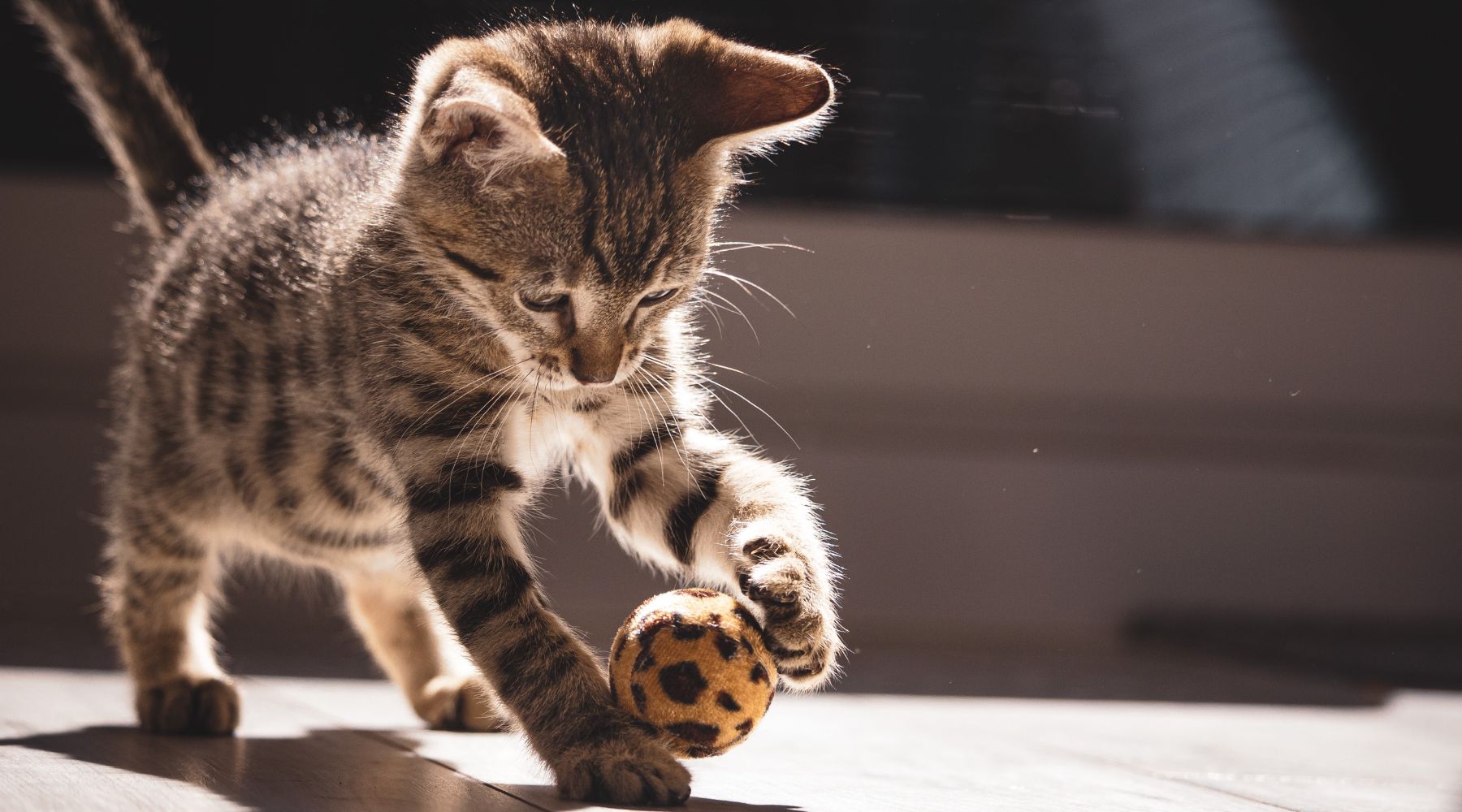 Cat playing with a ball