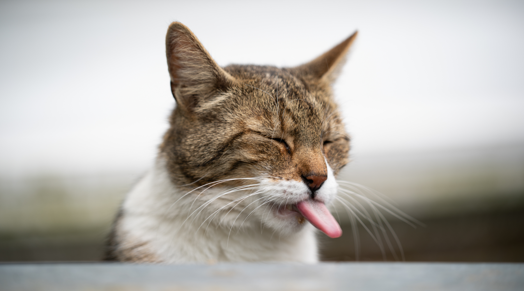 Cat sticking out tongue