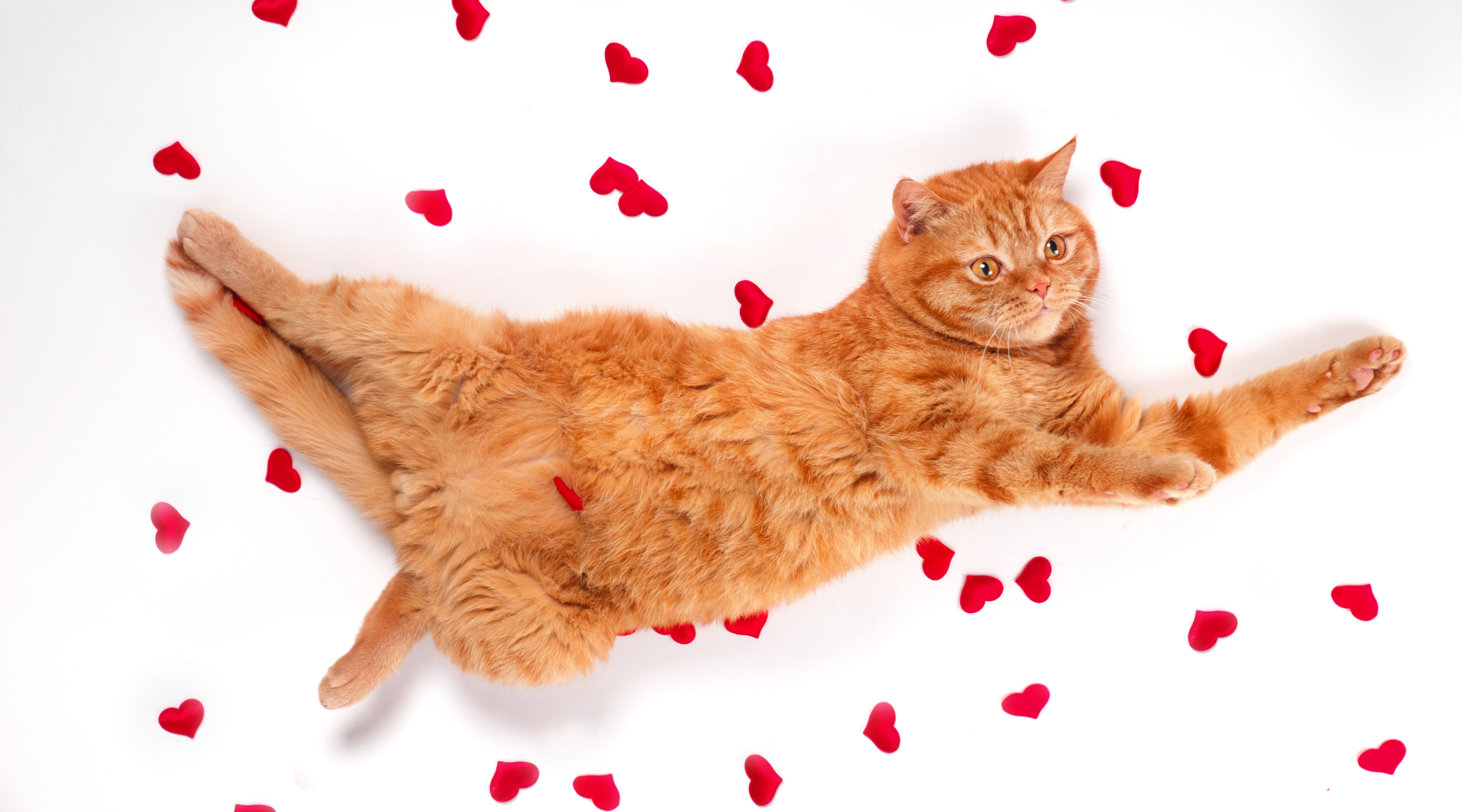 Cat surrounded by red hearts