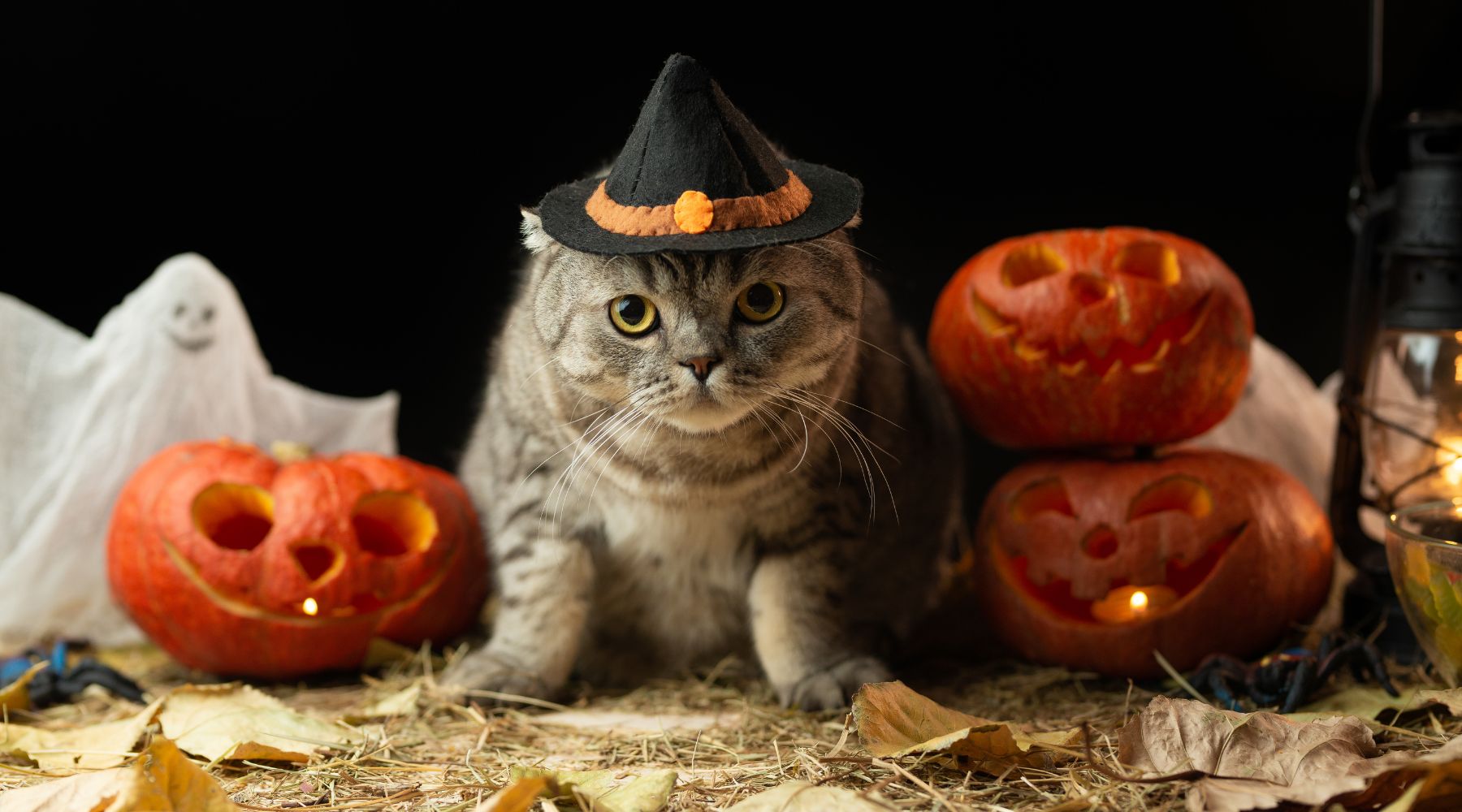 Cat wearing hat for Halloween