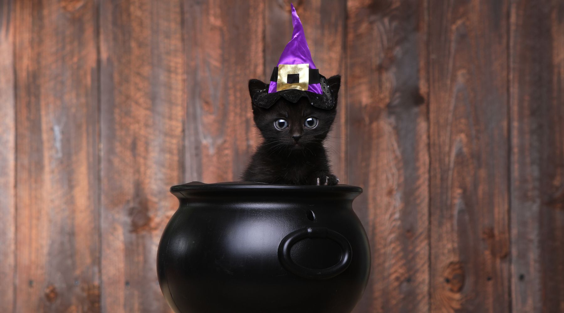 Cat wearing witches hat
