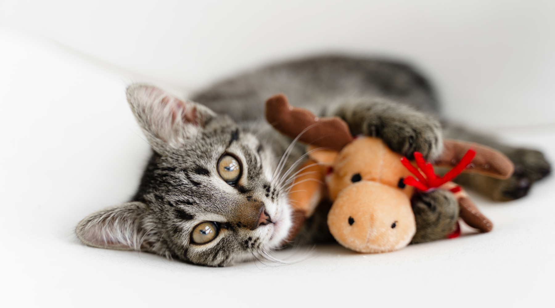 Cat with Christmas toy
