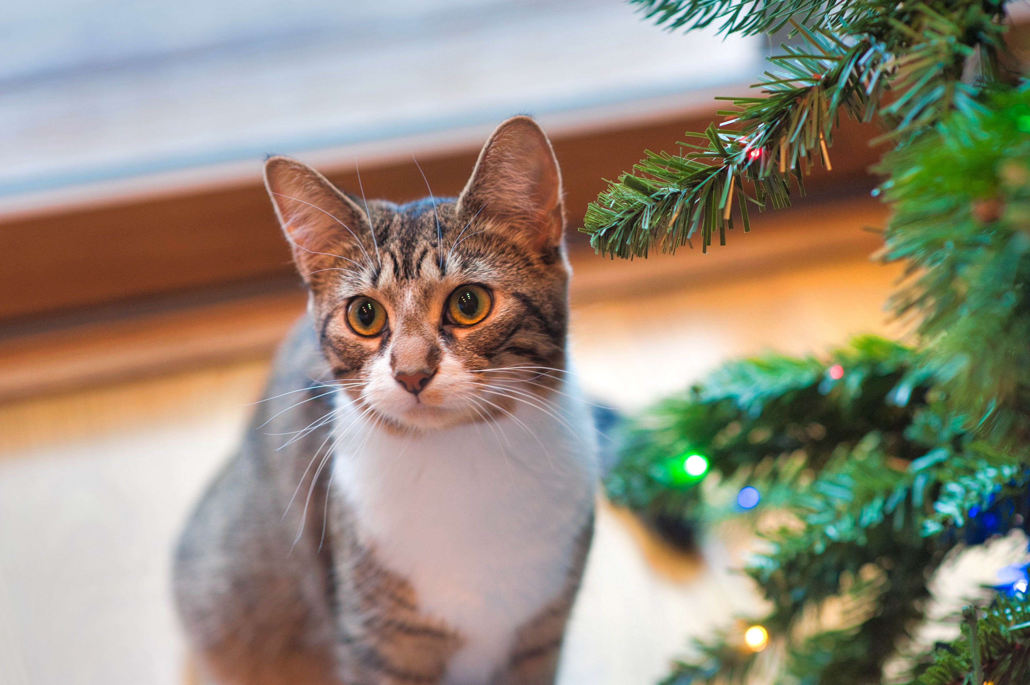 How to cat proof your Christmas tree