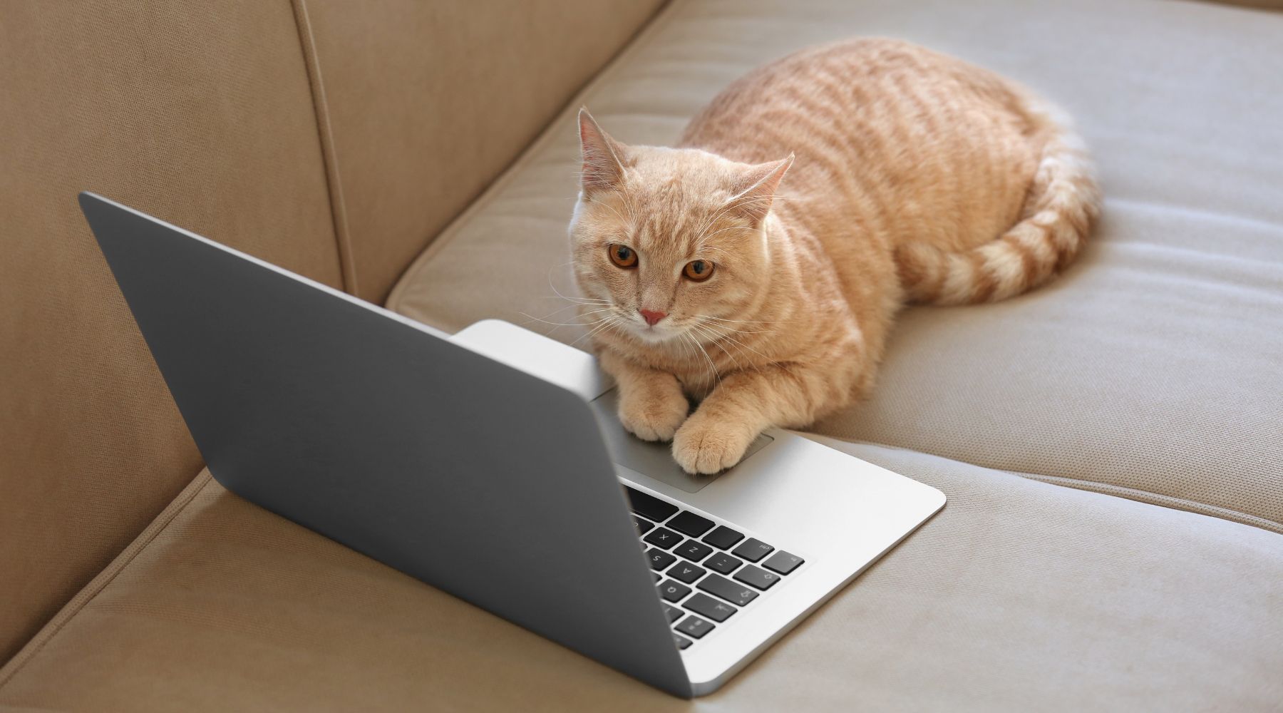 Cat with a laptop