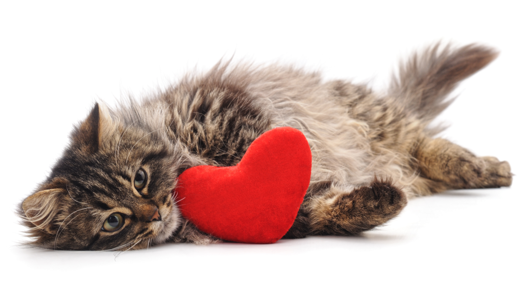 Cat with red heart