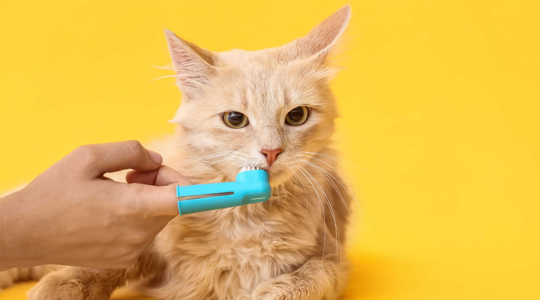 Cat with a toothbrush