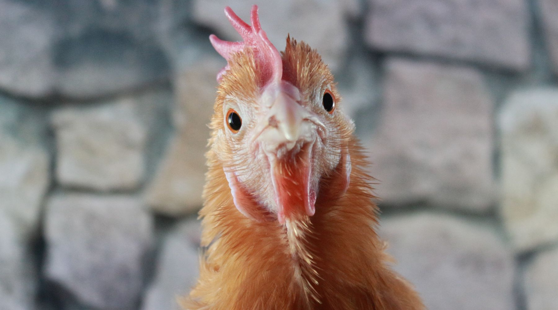 Chicken closeup