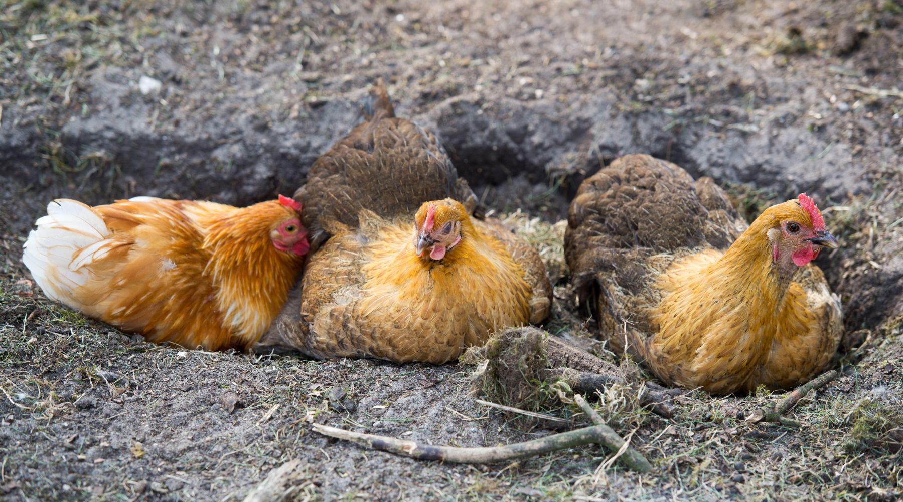 Chicken dust bath