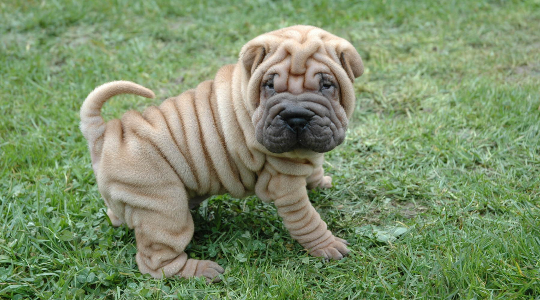 Chinese Shar-Pei puppy