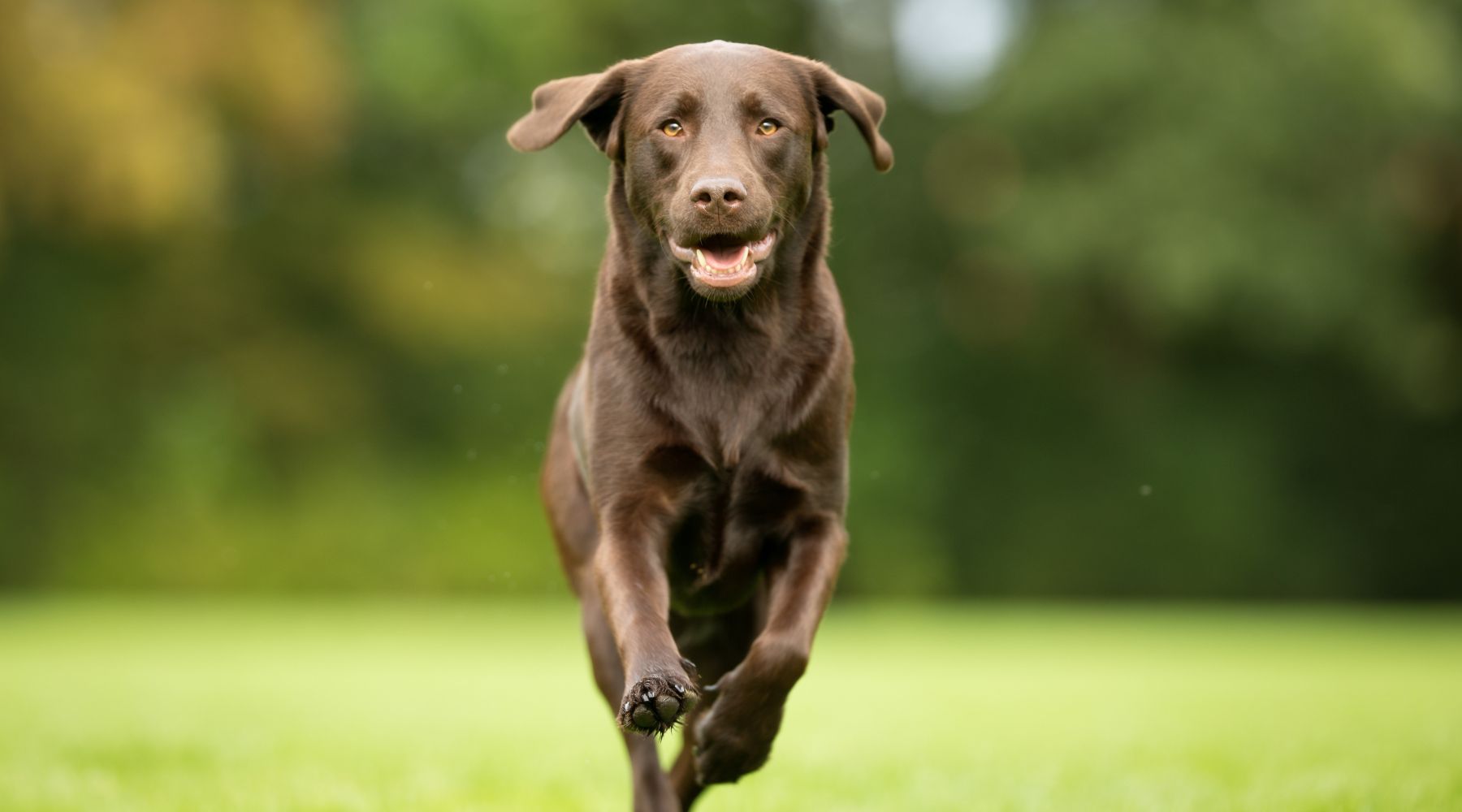 Chocolate Labrador running