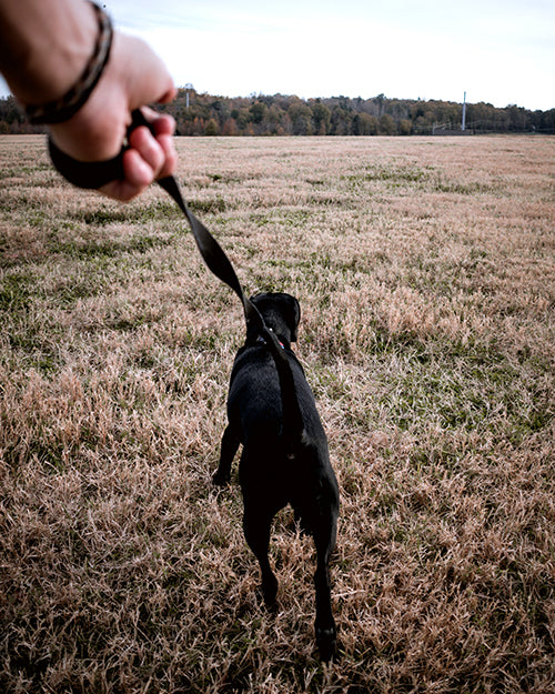 black labrador retriever walking