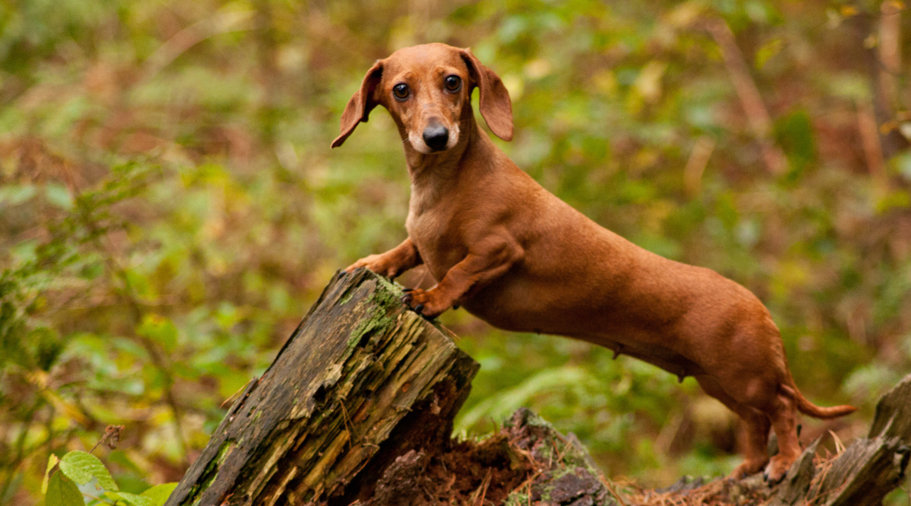 Dachshund leaning against tree stump