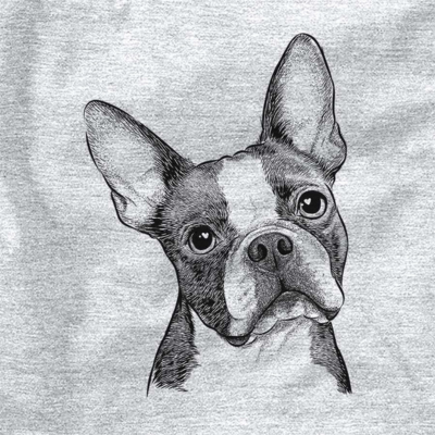 Boston Terrier drawing