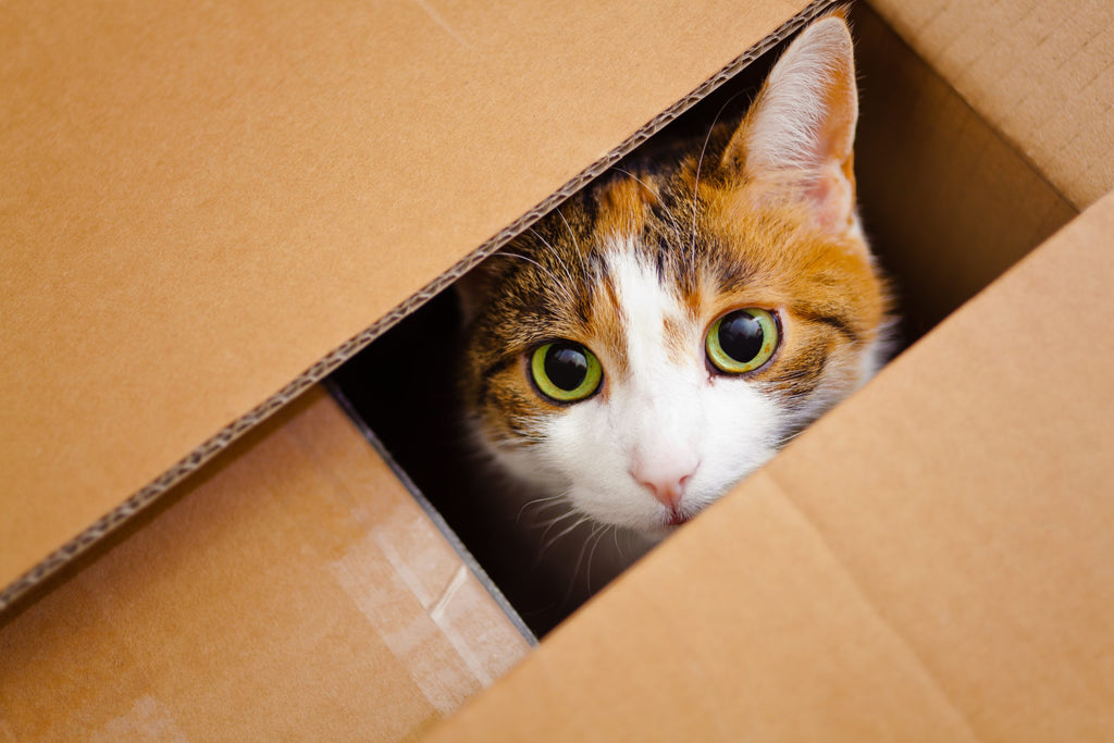 Cat hiding in a box