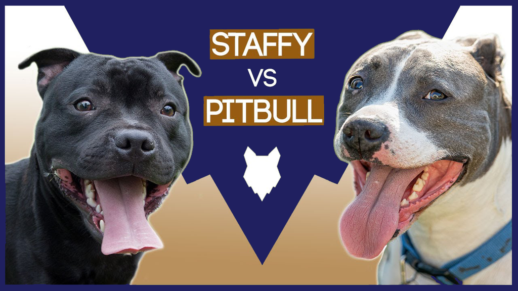 Difference Between a Staffordshire Bull Terrier and Pit Bull