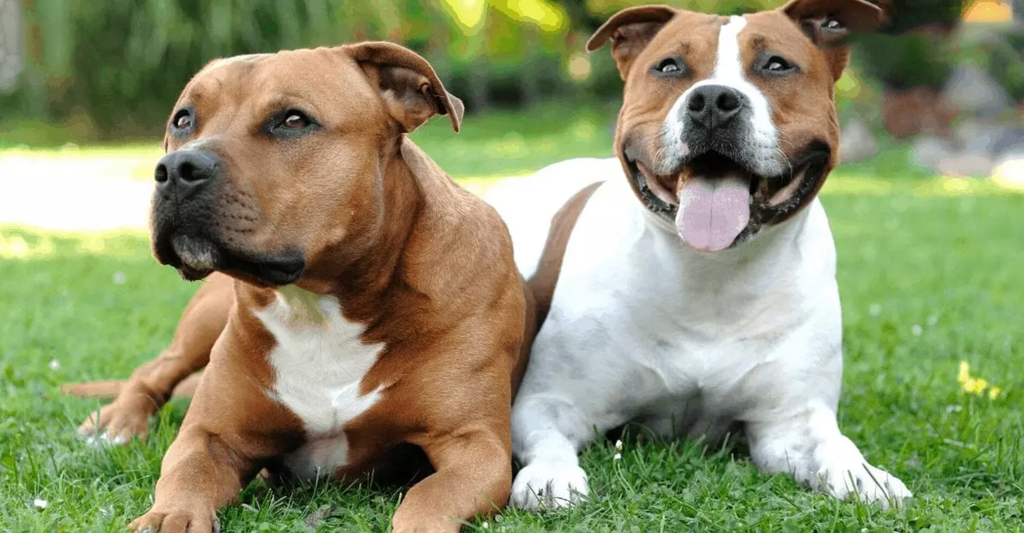 Difference Between a Staffordshire Bull Terrier and Pit Bull
