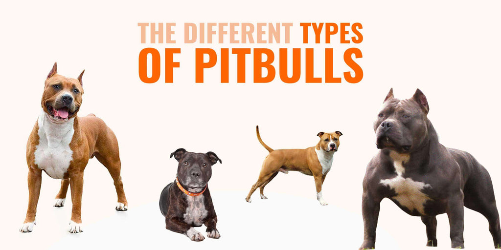 Difference Between a Staffordshire Bull Terrier and Pit Bull