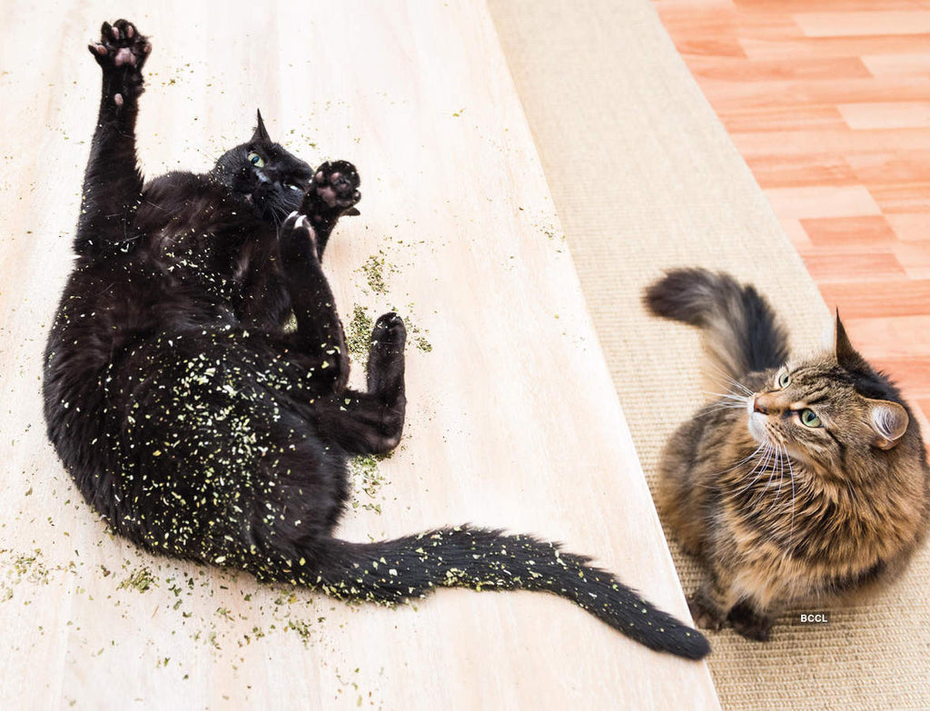 Does Catnip Get My Cat High?