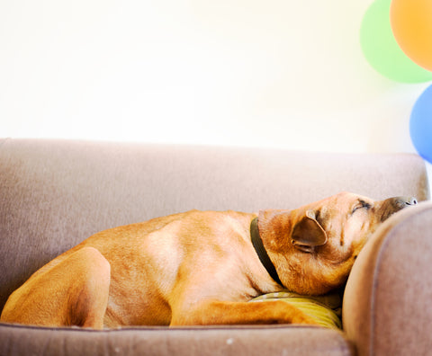 Dog on the couch