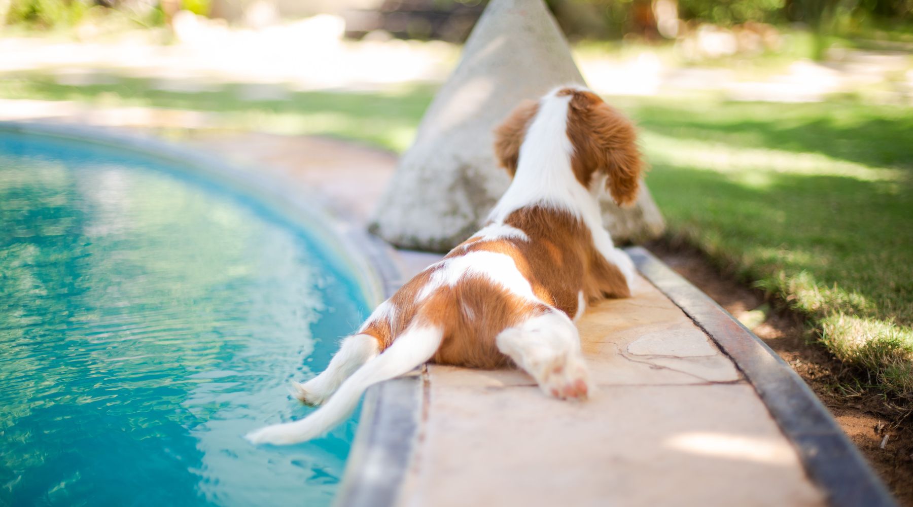 Dog Sunbathing