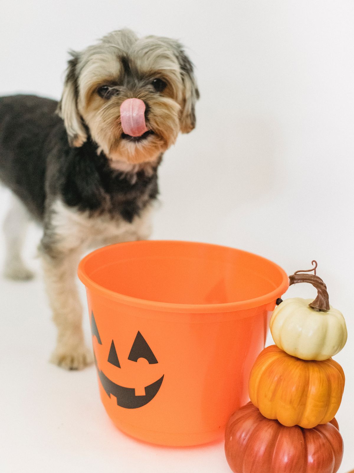 Dog with Pumpkins