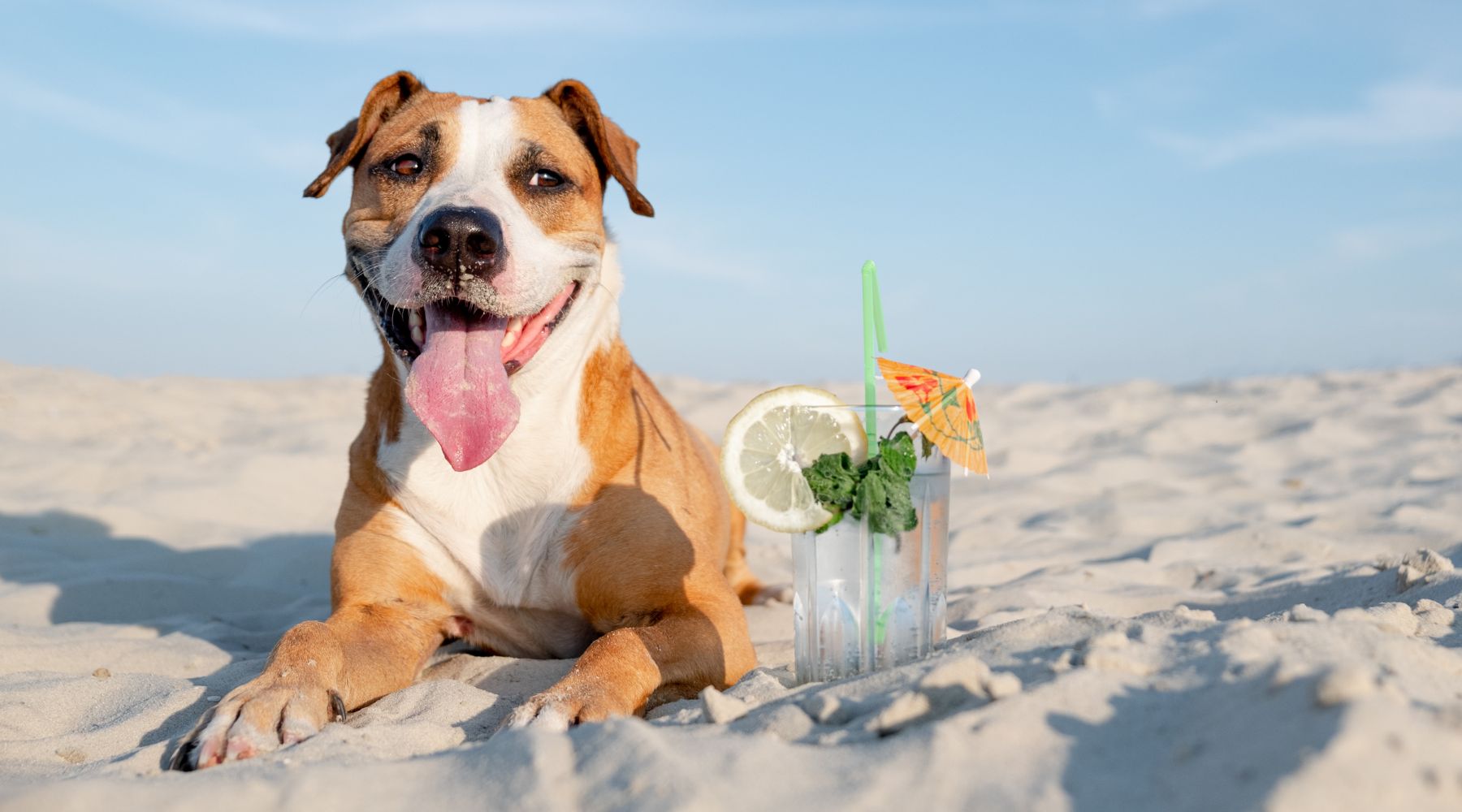 Dog at the beach with a cocktail