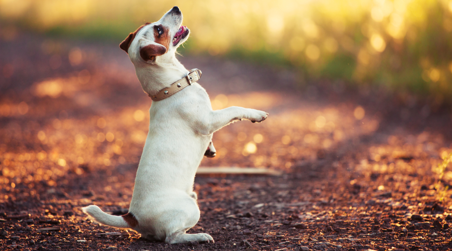 Dog being trained