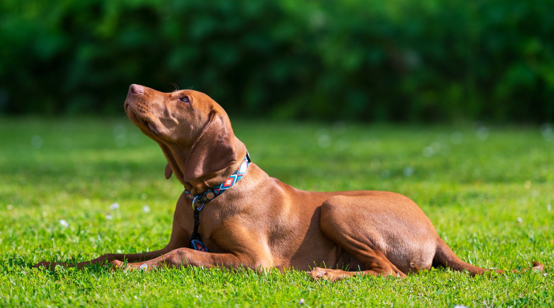 Dog being trained