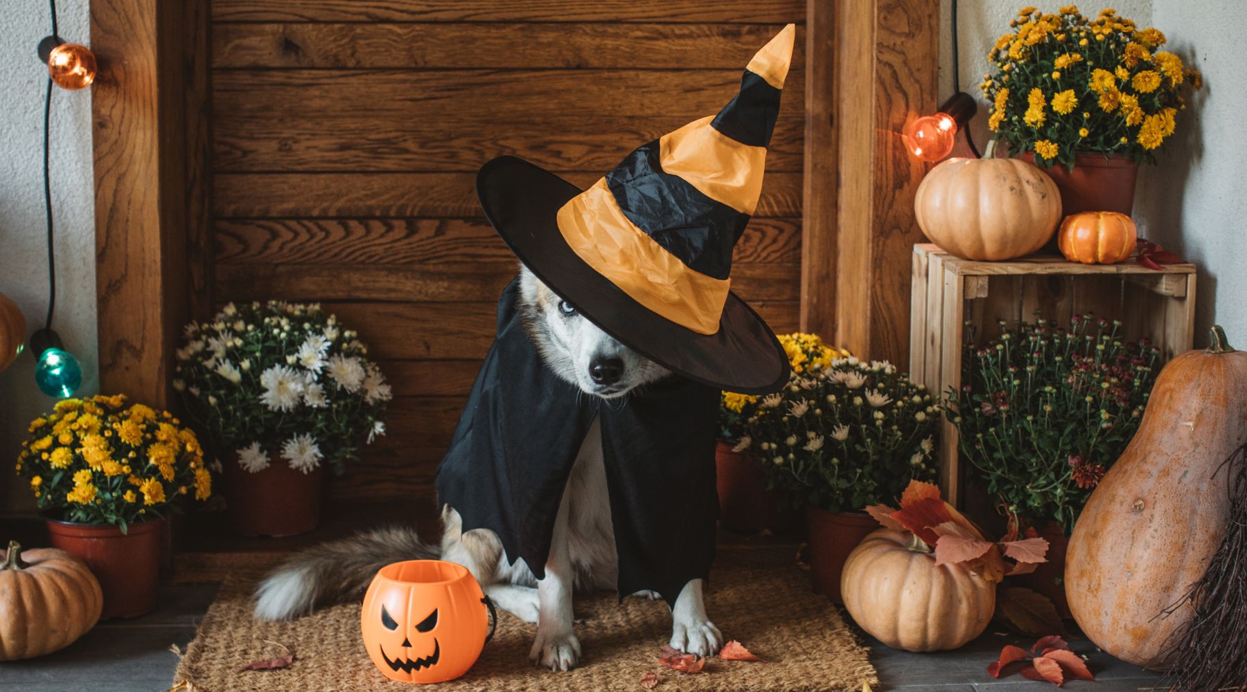 Dog dressed as a witch for Halloween