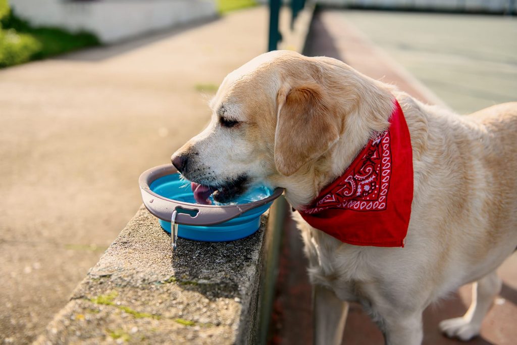 Yellow Lab with red bandana drinking water out of a bowl.