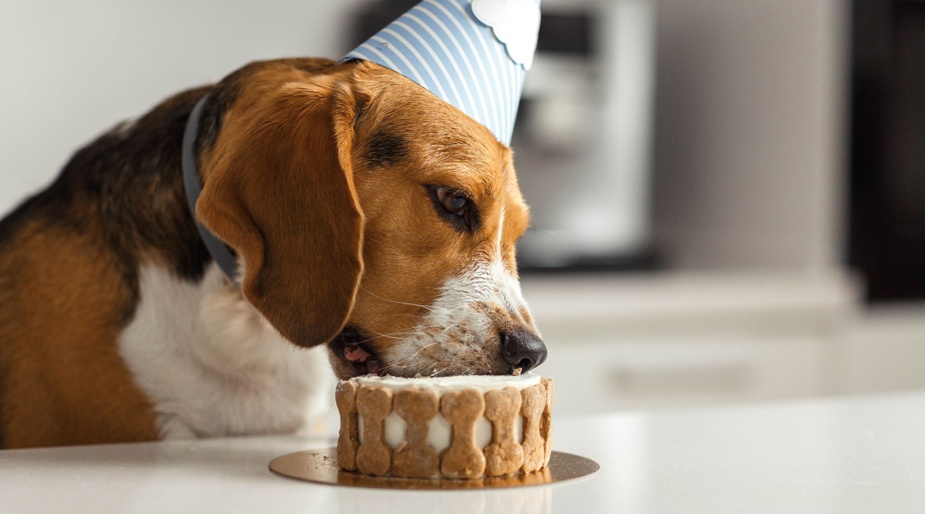 Dog eating cake