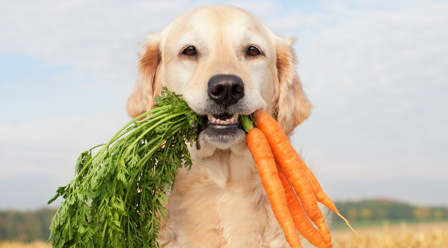 Dog holding carrots in mouth