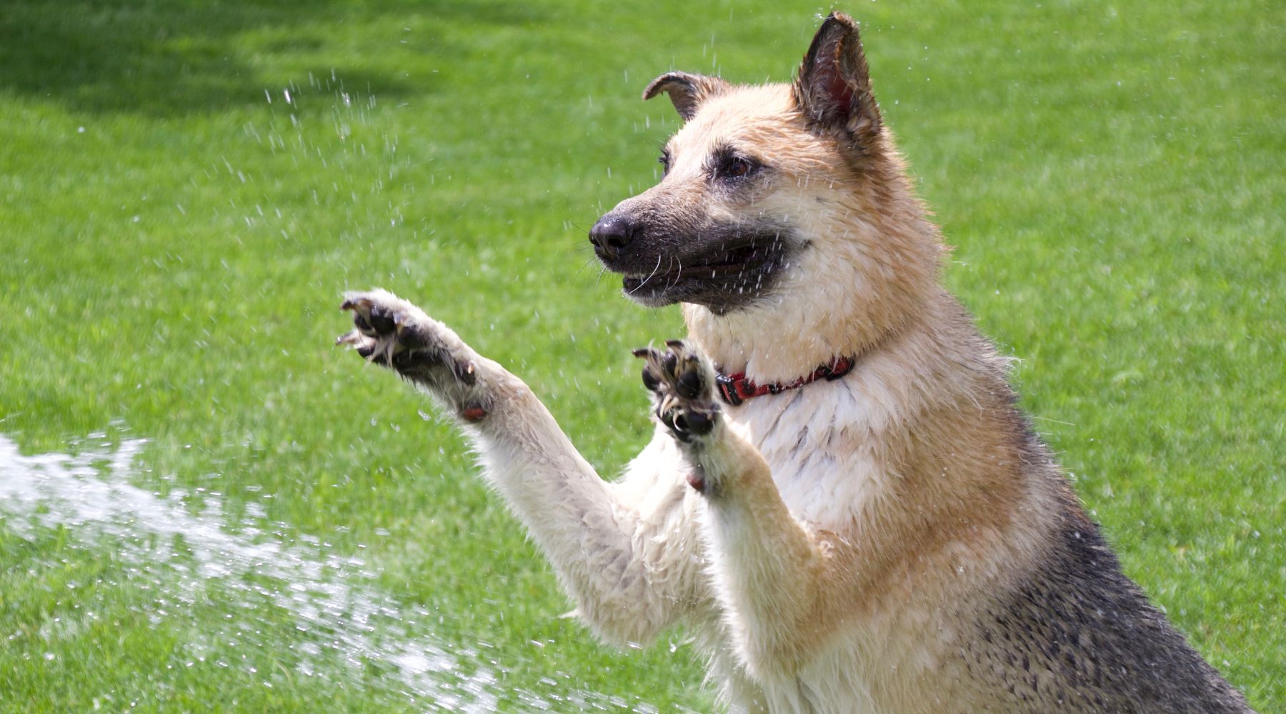 Dog playing with water