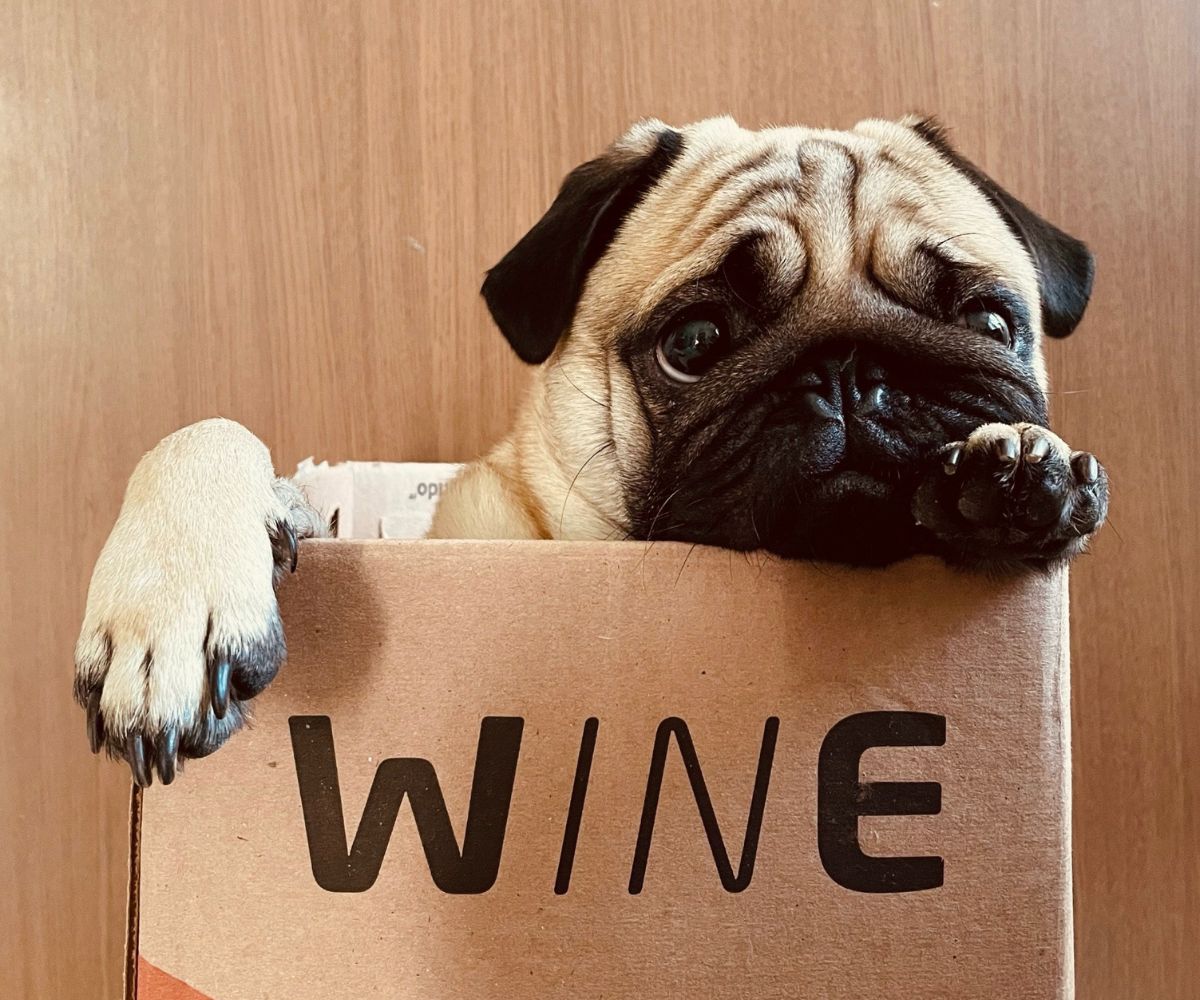 Dog in Wine Box
