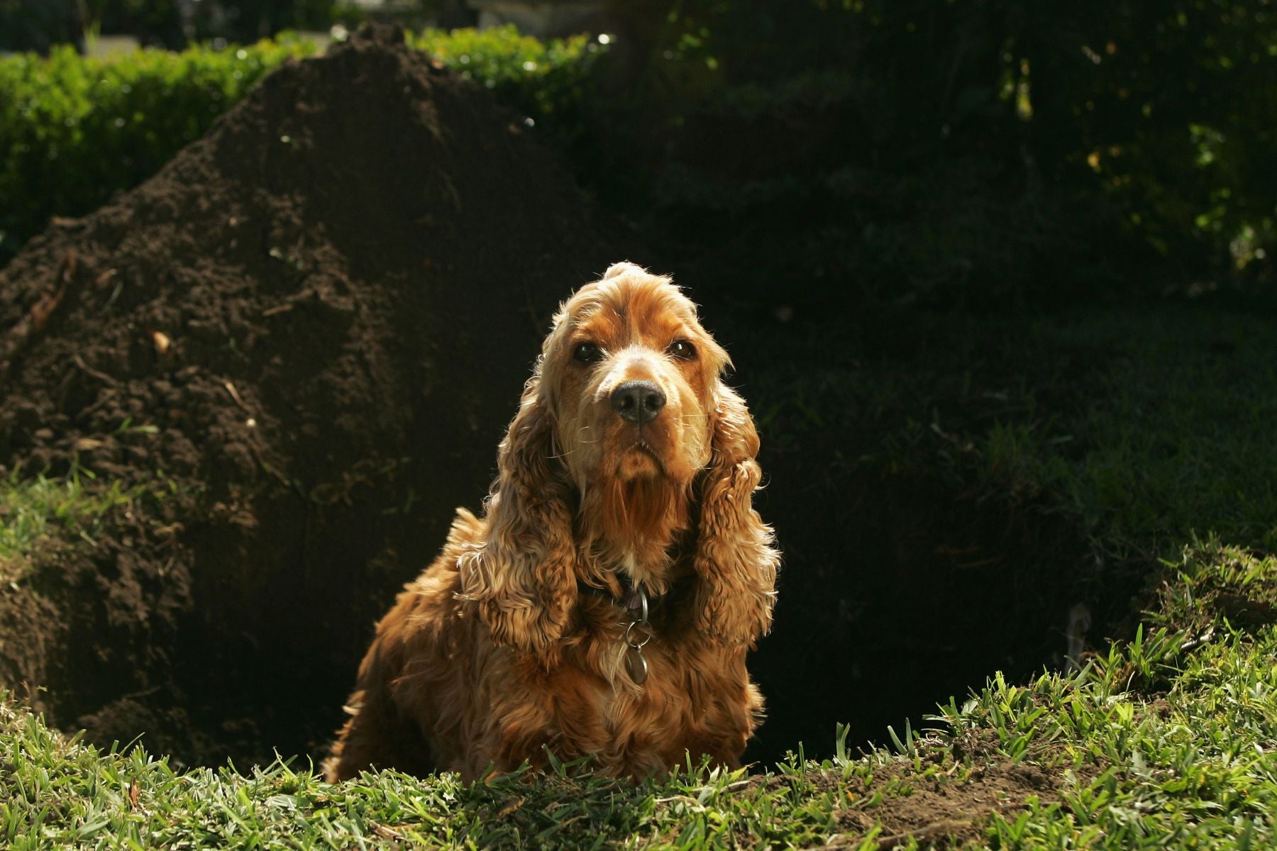 Dog in a hole