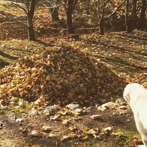 Dog jumping into leaves