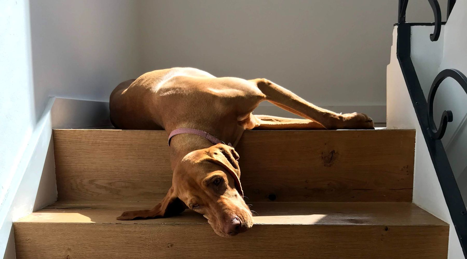 Dog laying in the sun on stairs