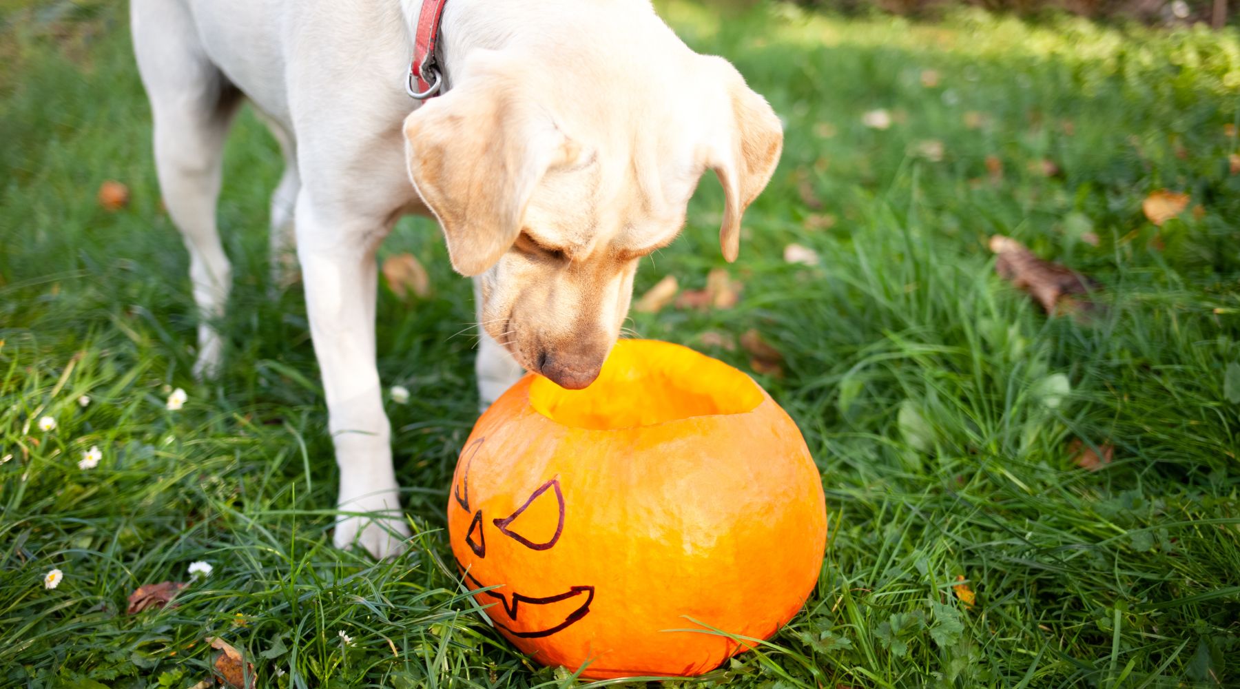 Dog looking at pumpkin in fall